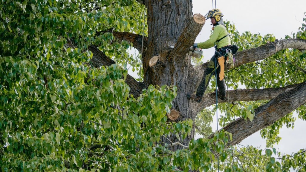Tips For Maintaining Healthy Trees